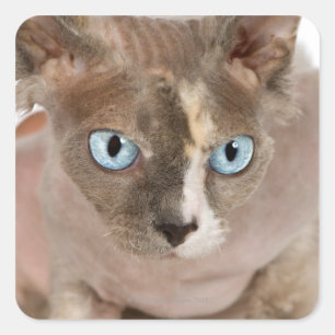 Studio-Portrait der Sphynx-Katze Quadratischer Aufkleber