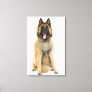 Studio-Portrait des belgischen Schäferhundes Leinwanddruck