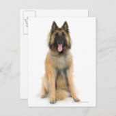 Studio-Portrait des belgischen Schäferhundes Postkarte (Vorne/Hinten)