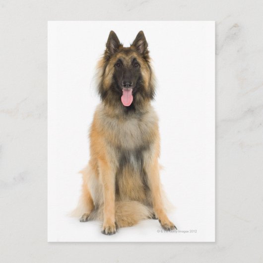 Studio-Portrait des belgischen Schäferhundes Postkarte (Vorderseite)