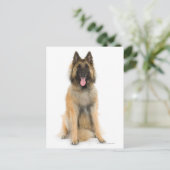 Studio-Portrait des belgischen Schäferhundes Postkarte (Stehend Vorderseite)