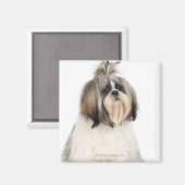 Studio-Portrait von Shih Tzu Magnet (Vorderseite/Rückseite)