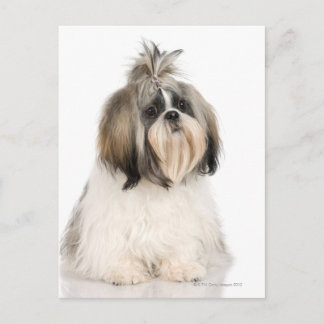 Studio-Portrait von Shih Tzu Postkarte