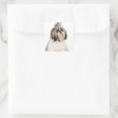 Studio-Portrait von Shih Tzu Quadratischer Aufkleber (Tasche)