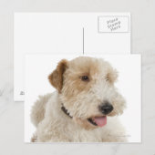 Studio-Portrait von Wheaten Terrier Welpe Postkarte (Vorne/Hinten)