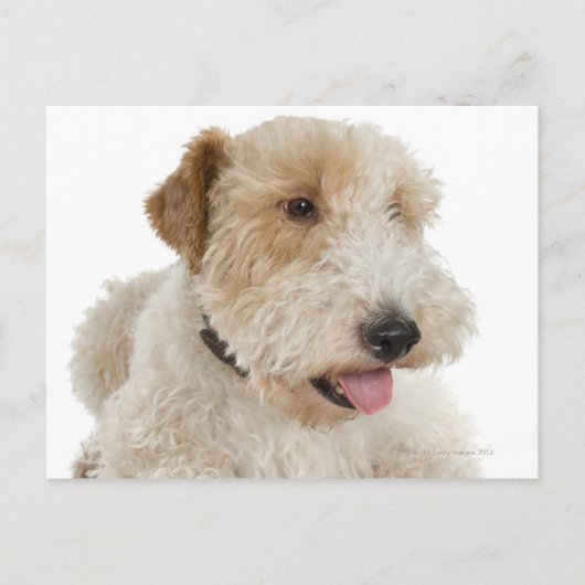Studio-Portrait von Wheaten Terrier Welpe Postkarte (Vorderseite)