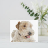 Studio-Portrait von Wheaten Terrier Welpe Postkarte (Stehend Vorderseite)