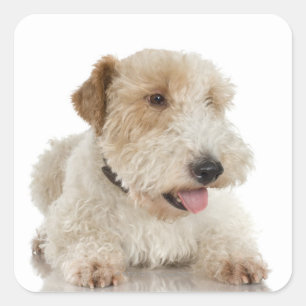 Studio-Portrait von Wheaten Terrier Welpe Quadratischer Aufkleber