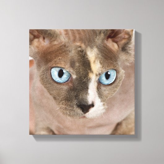Studio-Porträt der Sphynx-Katze Leinwanddruck (Vorderseite)