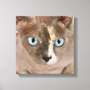 Studio-Porträt der Sphynx-Katze Leinwanddruck