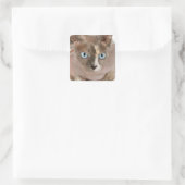 Studio-Porträt der Sphynx-Katze Quadratischer Aufkleber (Tasche)