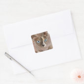 Studio-Porträt der Sphynx-Katze Quadratischer Aufkleber (Umschlag)