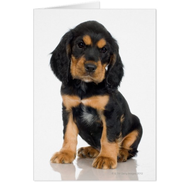 Studio-Porträt des Rottweiler-Welpen (Vorne)