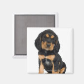 Studio-Porträt des Rottweiler-Welpen Magnet (Vorderseite/Rückseite)