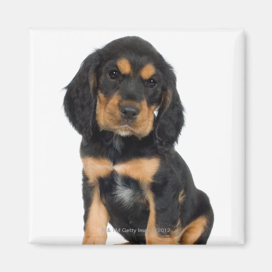 Studio-Porträt des Rottweiler-Welpen Magnet (Vorne)
