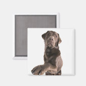 Studio-Porträt von Chocolate Labrador Magnet (Vorderseite/Rückseite)