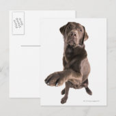 Studio-Porträt von Chocolate Labrador Postkarte (Vorne/Hinten)