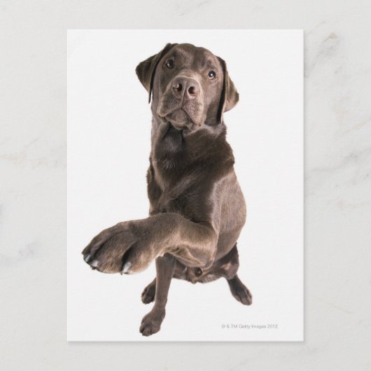 Studio-Porträt von Chocolate Labrador Postkarte (Vorderseite)