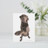 Studio-Porträt von Chocolate Labrador Postkarte (Stehend Vorderseite)