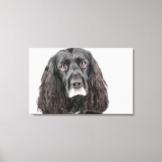 Studio-Porträt von Cocker spaniel Leinwanddruck (Vorderseite)