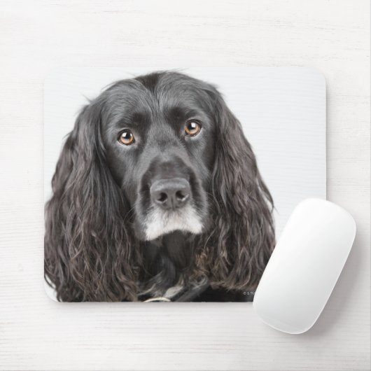 Studio-Porträt von Cocker spaniel Mousepad (Mit Mouse)