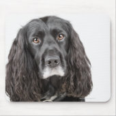 Studio-Porträt von Cocker spaniel Mousepad (Vorne)