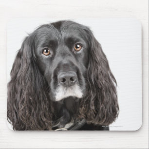 Studio-Porträt von Cocker spaniel Mousepad