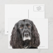 Studio-Porträt von Cocker spaniel Postkarte (Vorne/Hinten)