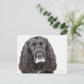 Studio-Porträt von Cocker spaniel Postkarte (Stehend Vorderseite)