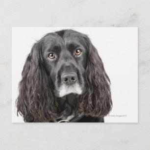 Studio-Porträt von Cocker spaniel Postkarte