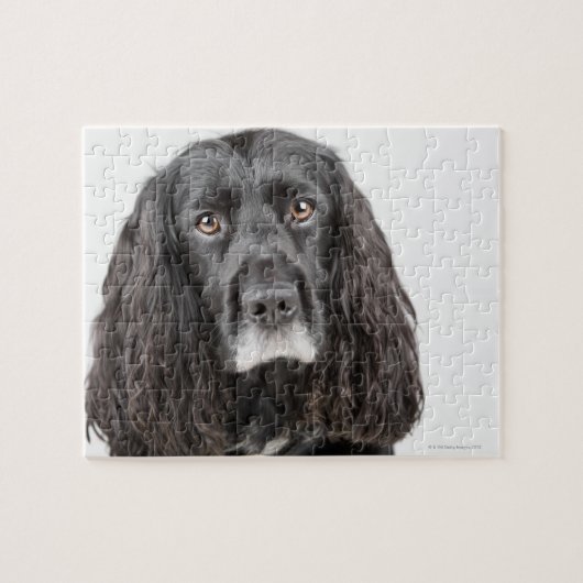 Studio-Porträt von Cocker spaniel Puzzle (Horizontal)