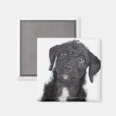 Studio-Porträt von schwarzem Jack-a-doodle Magnet (Vorderseite/Rückseite)