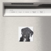 Studio-Porträt von schwarzem Jack-a-doodle Magnet (In Situ (Geschirrspüler))