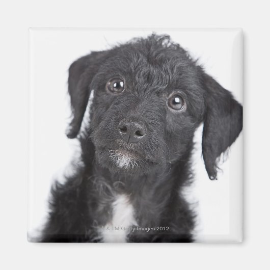 Studio-Porträt von schwarzem Jack-a-doodle Magnet (Vorne)