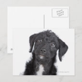Studio-Porträt von schwarzem Jack-a-doodle Postkarte (Vorne/Hinten)