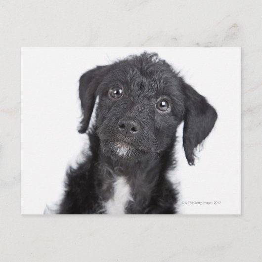 Studio-Porträt von schwarzem Jack-a-doodle Postkarte (Vorderseite)