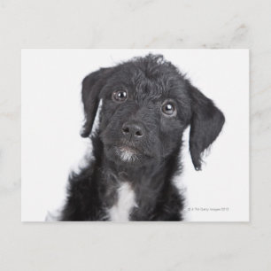 Studio-Porträt von schwarzem Jack-a-doodle Postkarte