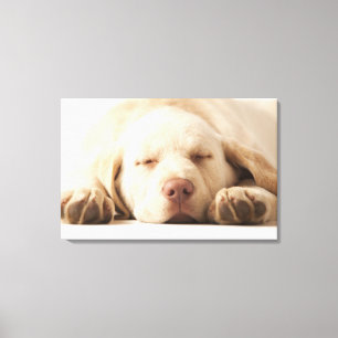 Studio-Porträt von Yellow Labrador Retriever Leinwanddruck