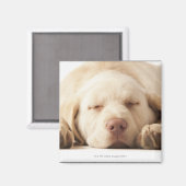 Studio-Porträt von Yellow Labrador Retriever Magnet (Vorderseite/Rückseite)