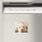 Studio-Porträt von Yellow Labrador Retriever Magnet (In Situ (Geschirrspüler))