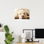 Studio-Porträt von Yellow Labrador Retriever Poster (Heimbüro)