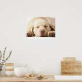 Studio-Porträt von Yellow Labrador Retriever Poster (Küche)