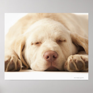 Studio-Porträt von Yellow Labrador Retriever Poster