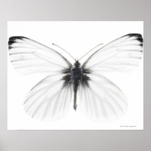 Studio shot of sharp-veined white butterfly poster