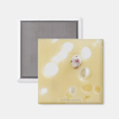 Studioaufnahme mit weißer Maus durch Loch Magnet (Vorderseite/Rückseite)
