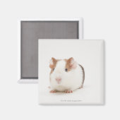 Studioaufnahme von Guinea Pig Magnet (Vorderseite/Rückseite)