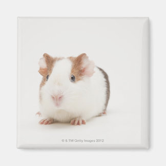 Studioaufnahme von Guinea Pig Magnet