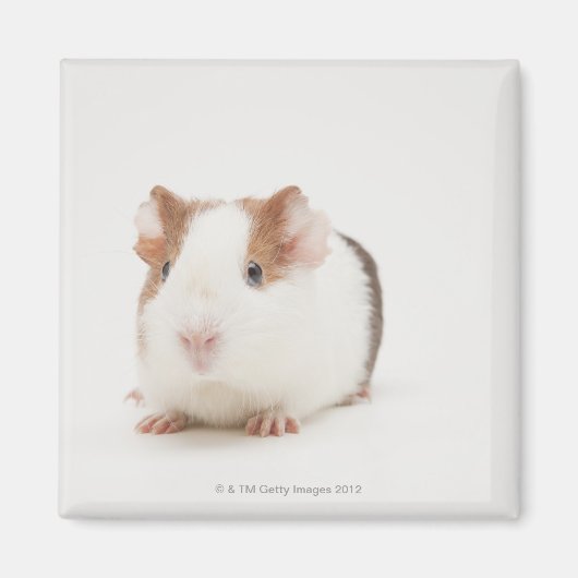 Studioaufnahme von Guinea Pig Magnet (Vorne)