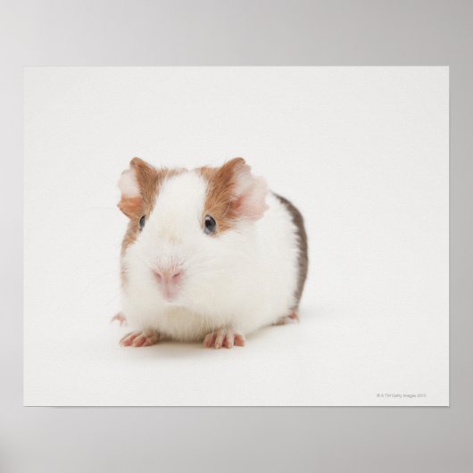 Studioaufnahme von Guinea Pig Poster (Vorne)