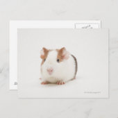 Studioaufnahme von Guinea Pig Postkarte (Vorne/Hinten)